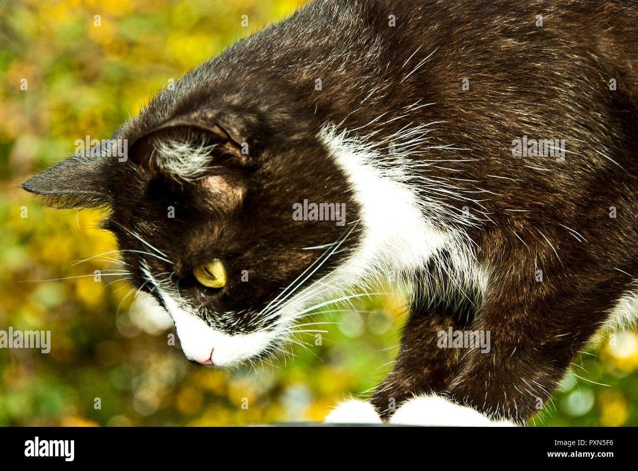 portrait of a Bicolor or Tuxedo cat outdoor Stock Photo