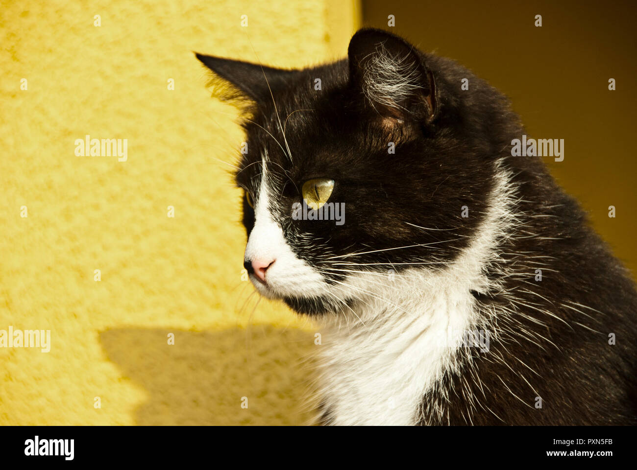 portrait of a Bicolor or Tuxedo cat outdoor Stock Photo Alamy