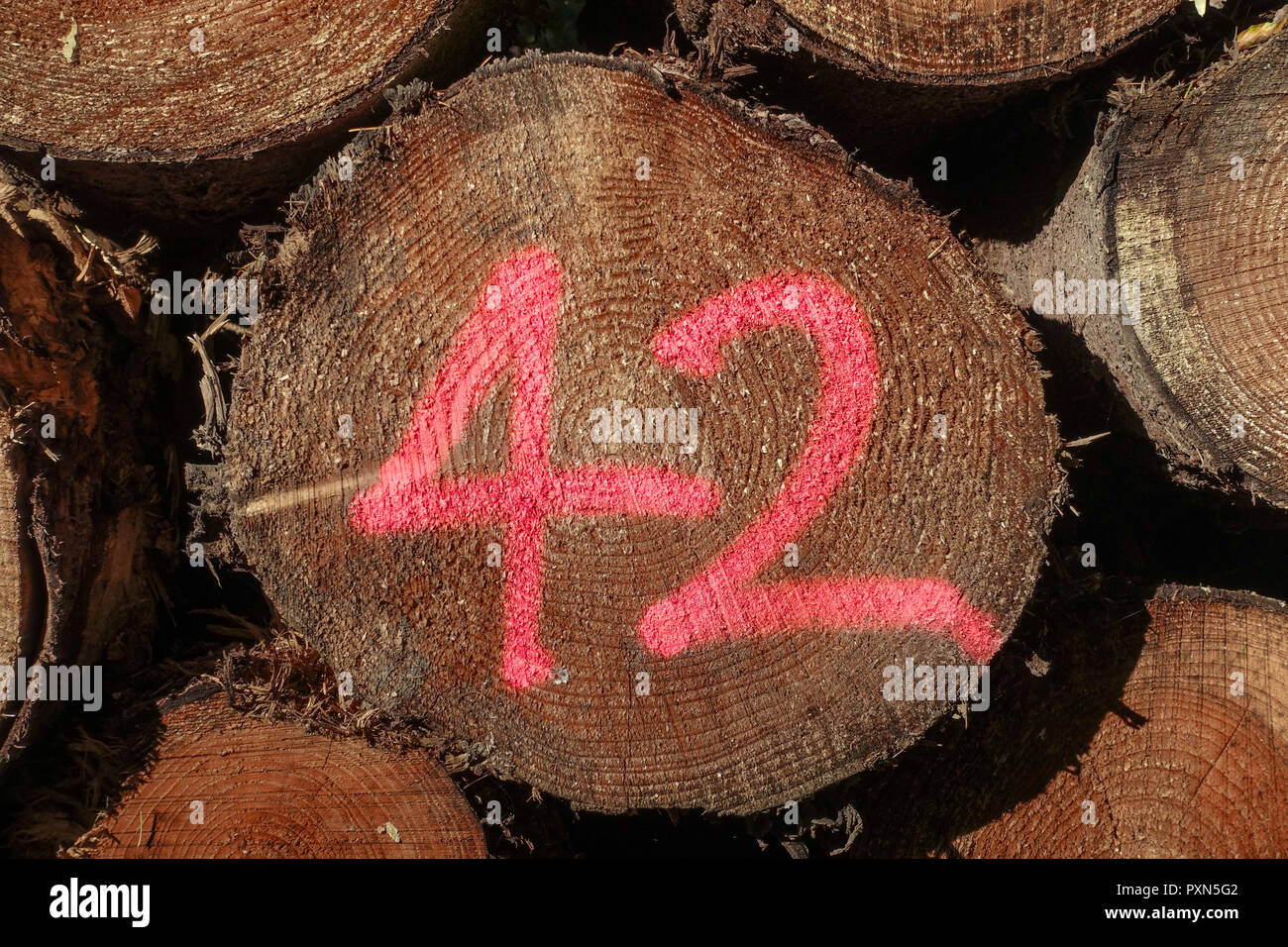 Number 42 painted in red on end of cut tree trunks Stock Photo