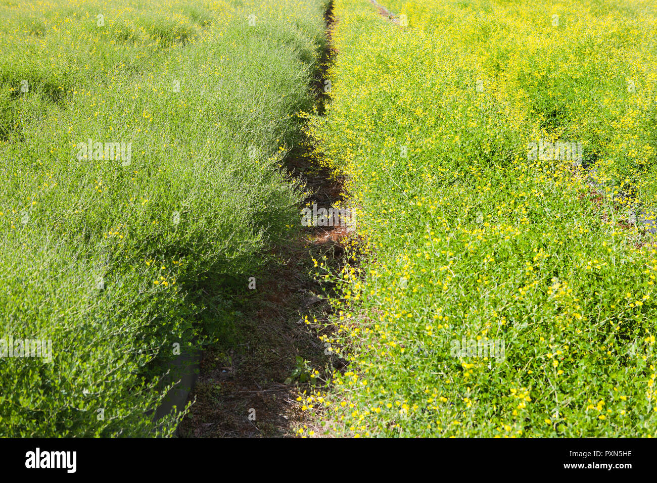 Melilotus as green manure on an Asparagus field, Muensterland; Germany, Europe Stock Photo