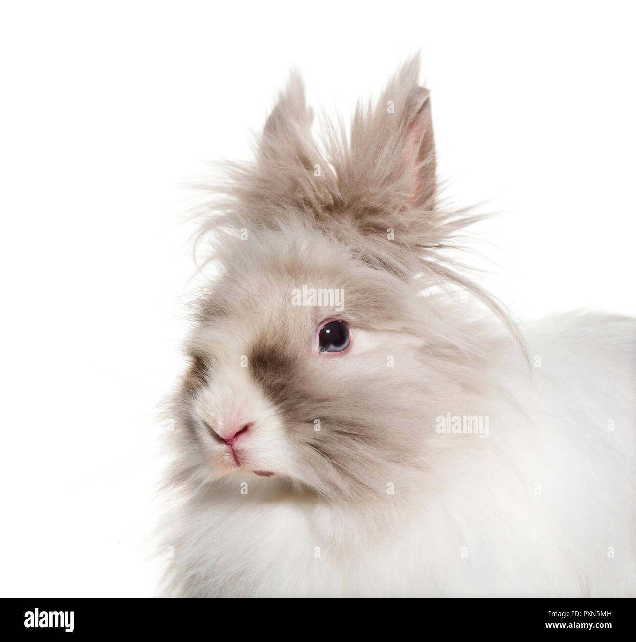 Angora rabbit, close up against white background Stock Photo - Alamy