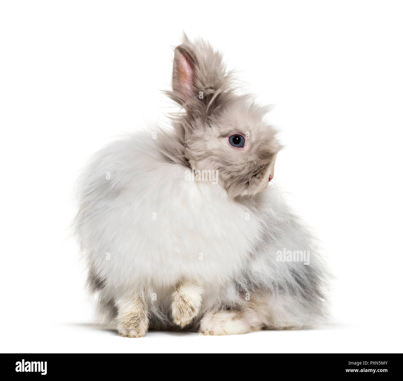 Angora rabbit, sitting against white background Stock Photo - Alamy