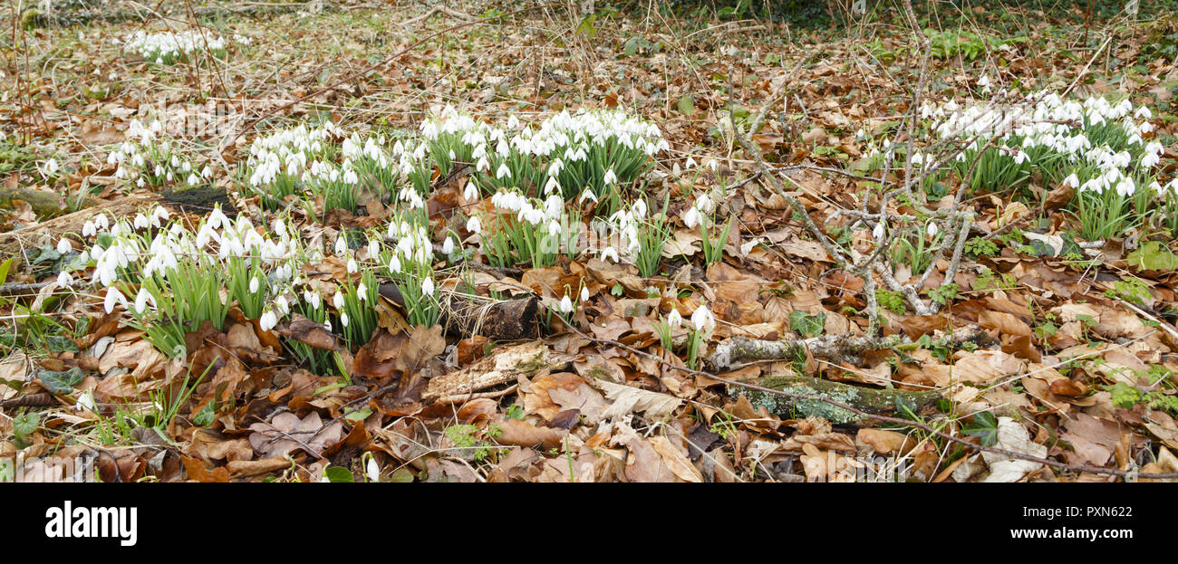 Snowdrops grow in a woodland forest with the ground covered with leaves Stock Photo