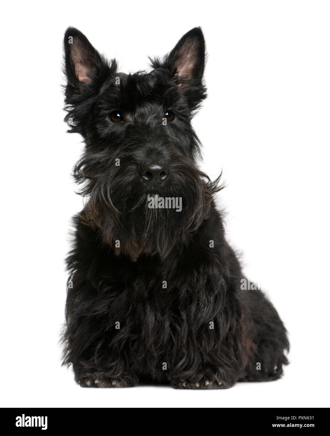 Scottish Terrier, 8 months old, sitting in front of white background Stock Photo
