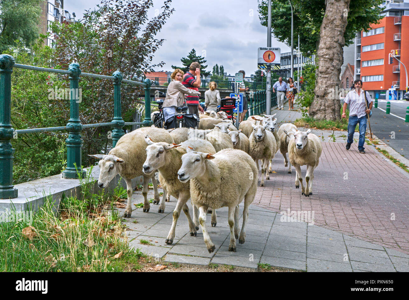 Shepherd herding flock of sheep in summer along street to graze grass from steep canal banks in the city Ghent / Gent, Flanders, Belgium Stock Photo
