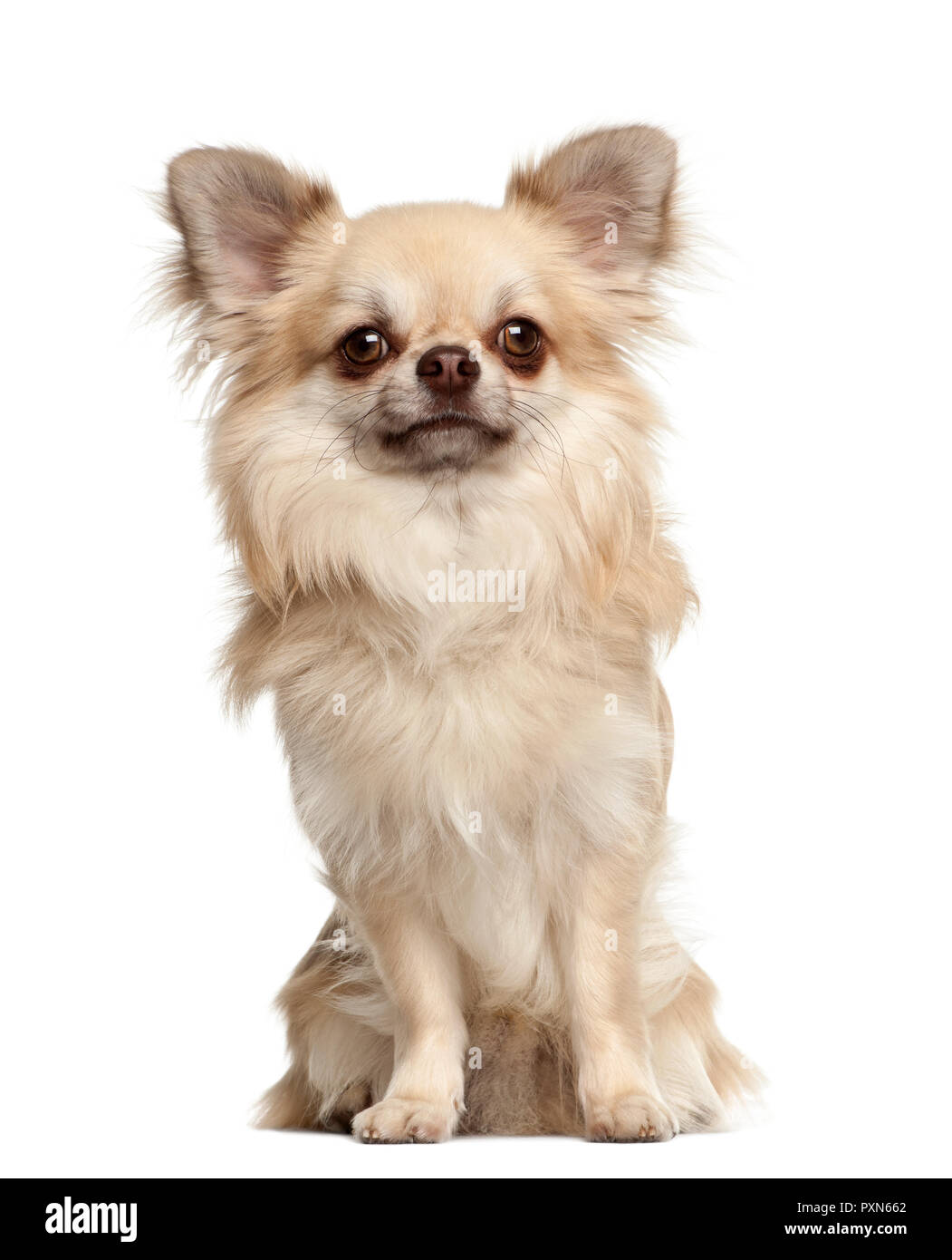 Chihuahua, 1 year old, sitting against white background Stock Photo - Alamy