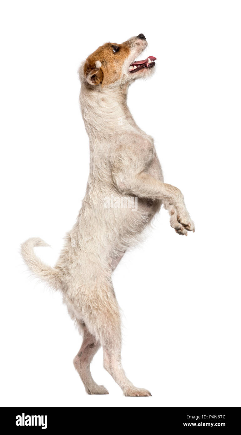 Parson Russell Terrier standing on hind legs and looking up against white background Stock Photo