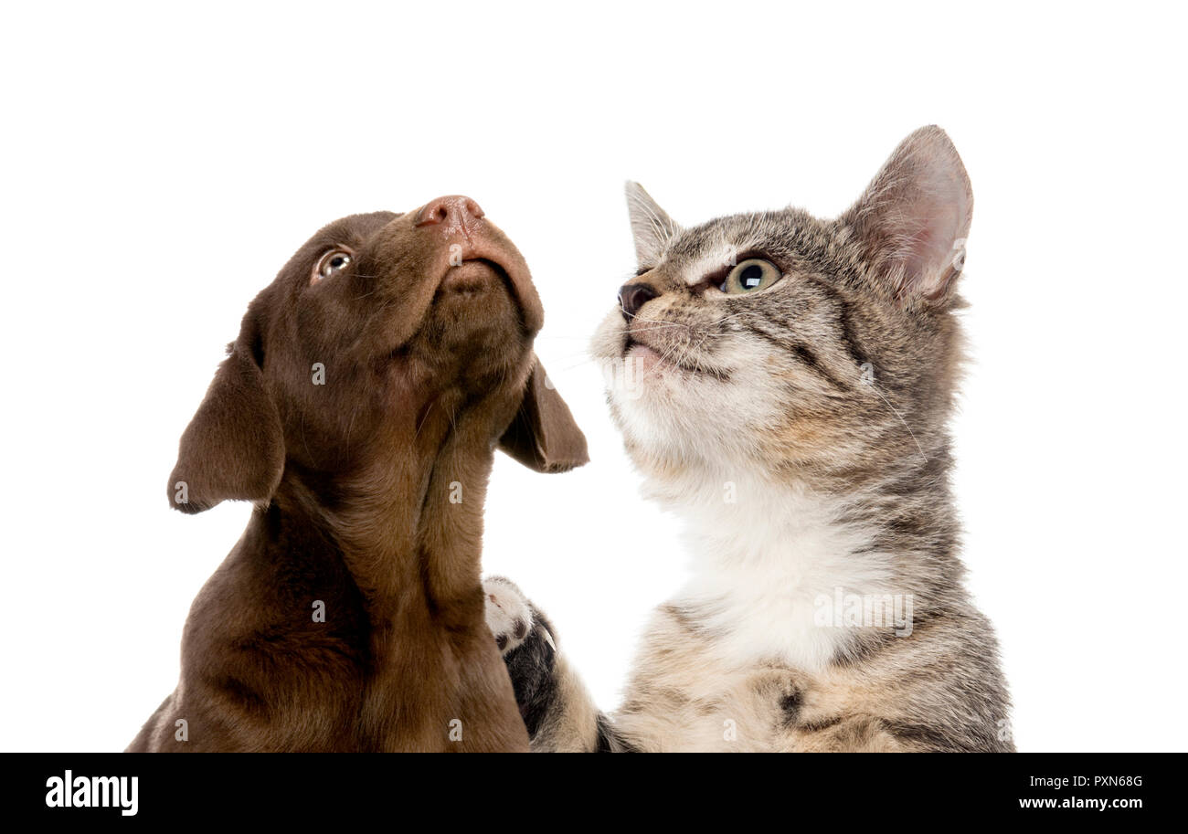 Puppy Labrador retriever chocolate European Shorthair kitten in front of white background Stock Photo Alamy