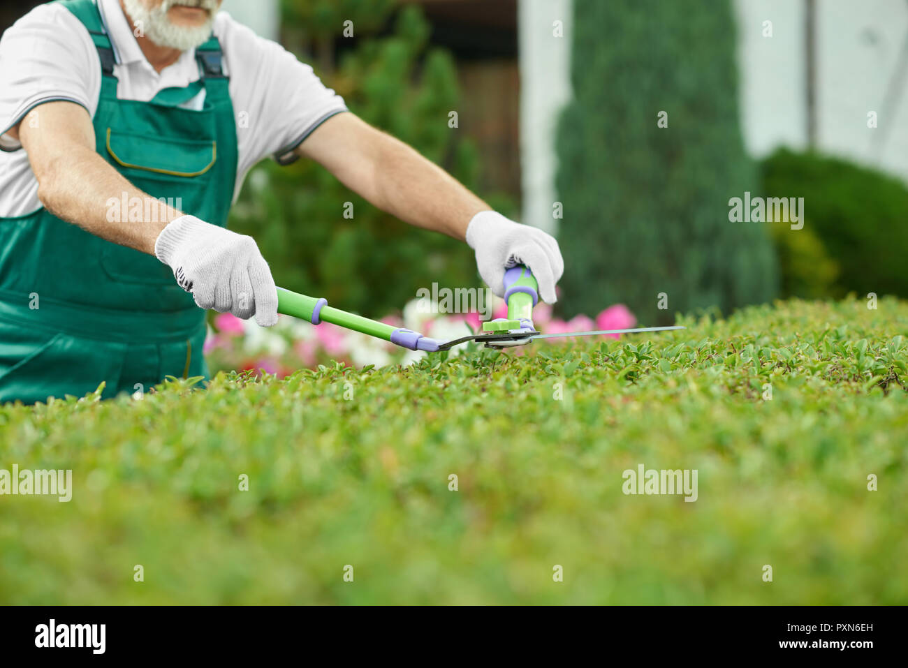 Close up of male gardener hand holding scissors and cutting grass near house. Handsome man wearing in special overalls with protective gloves and light white bonnet, working in garden with plants. Stock Photo