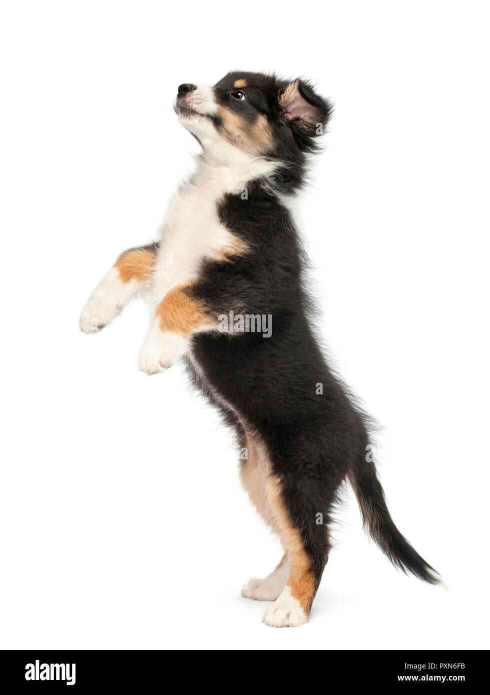 Side view of an Australian Shepherd puppy, 2 months old, standing on hind legs against white background Stock Photo
