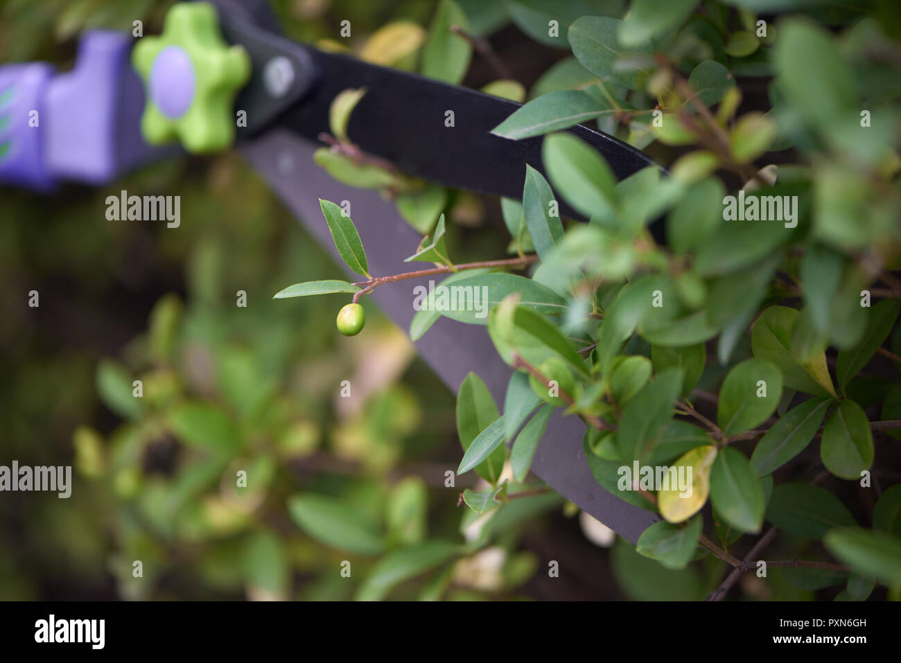 Close up of blade of garden scissors cutting off small berry on bush near house. Professional gardener working with professional tools, bringing bushes to ideally flat fence. Seasonal work concept. Stock Photo