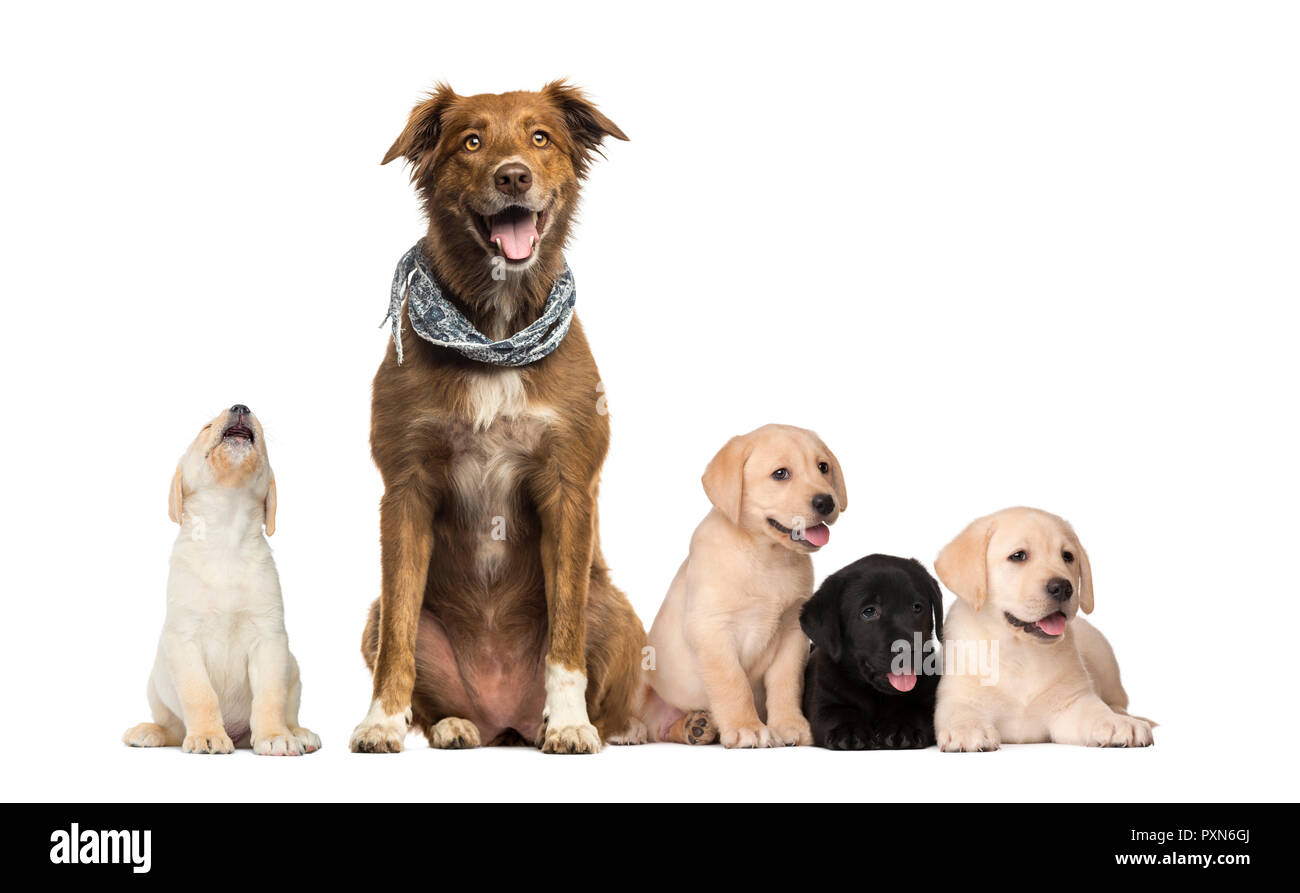 Groups of dogs, Labrador Puppies, Labrador Australian Shepherd crossbreed dog, in front of white background Stock Photo