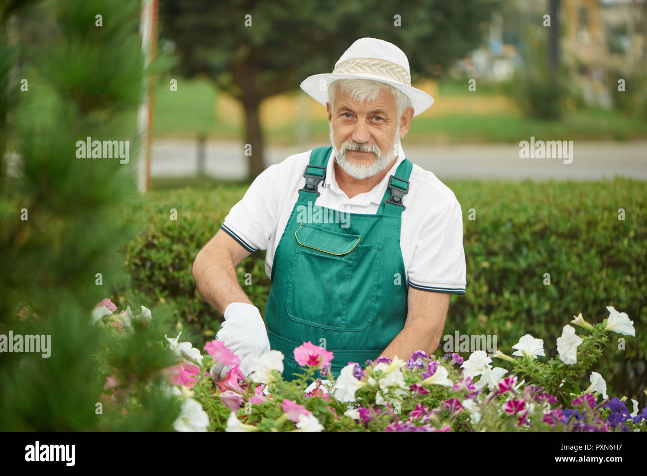 Handsome worker gardener pruning plants and flowers together. Cheerful gray haired bearded man wearing in special overalls with protective glove and light bonnet, cutting flower in garden with plants. Stock Photo