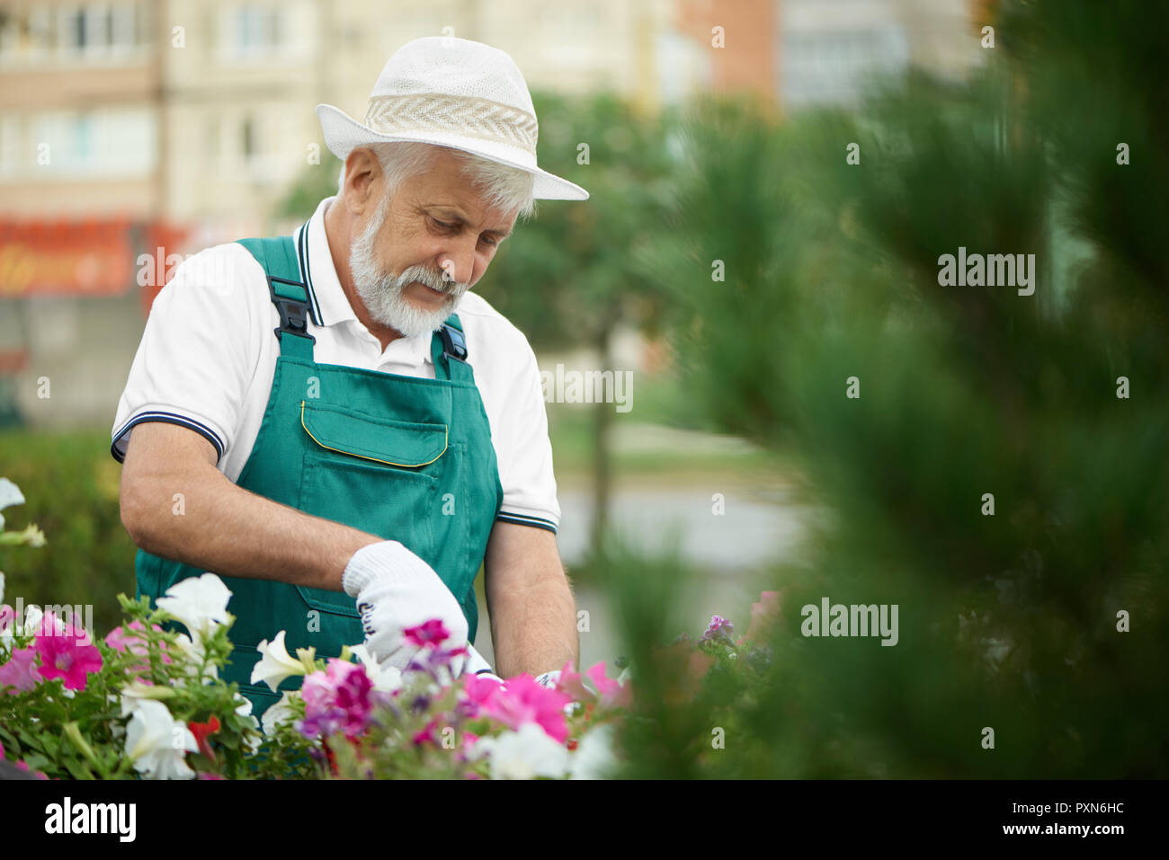 Senior male gardener with professional secateurs, cutting flower in drawer in garden. Handsome bearded man wearing in special overalls with protective gloves and light hat, working with plants. Stock Photo