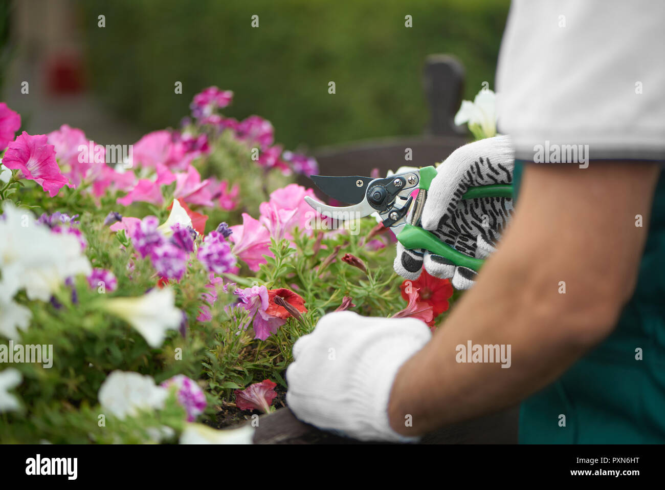 Rare view of male worker hand cutting flower in drawer in garden. Muscular man wearing in special overalls with protective gloves, working with secateurs in garden with plants. Seasonal work concept. Stock Photo