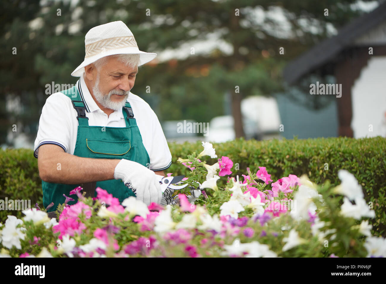 Senior gardener cutting flowers in pot with special secateurs in garden. Attractive bearded man, wearing in special overalls with protective gloves and light hat, working with love in eyes with plant. Stock Photo