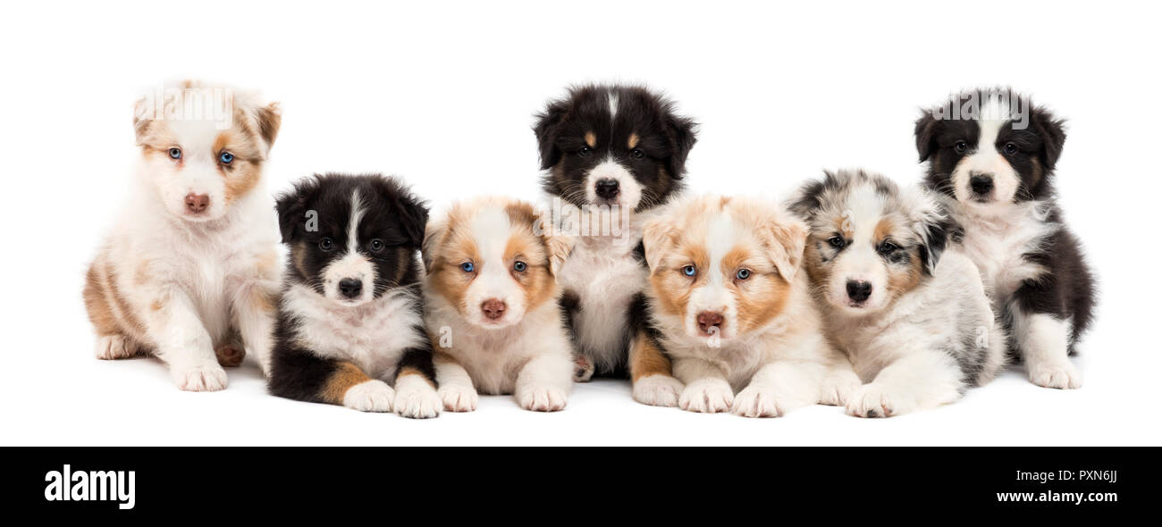 Front view of Australian Shepherd puppies, 6 weeks old, sitting and lying in a row against white background Stock Photo