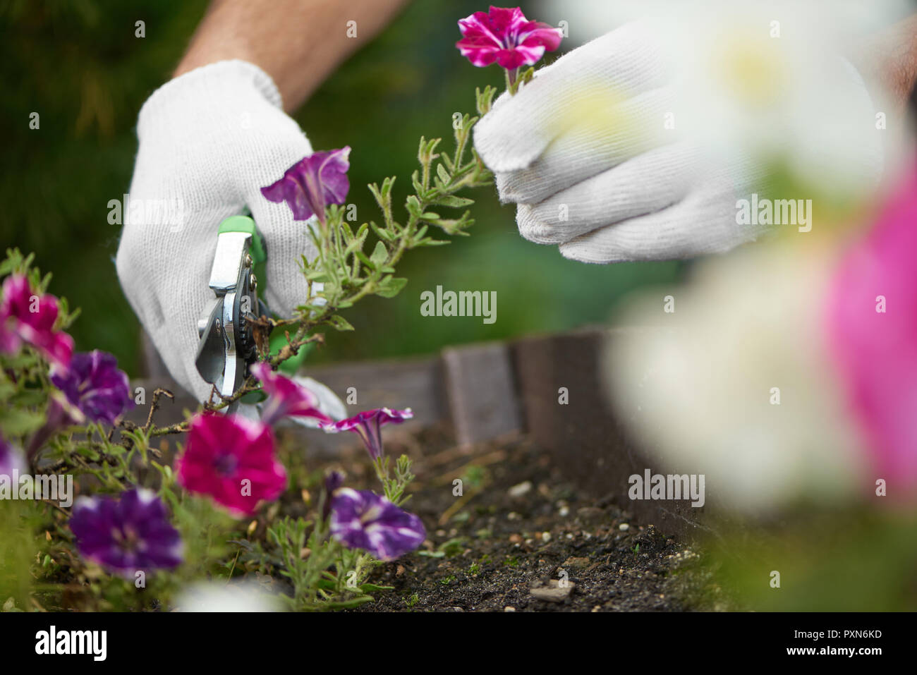 Close up of male worker hands cutting flowers off using pruner. Gardener gathering flowers in garden to collect seeds of these plants, to grow another bush of flowers in future. Gardening concept. Stock Photo