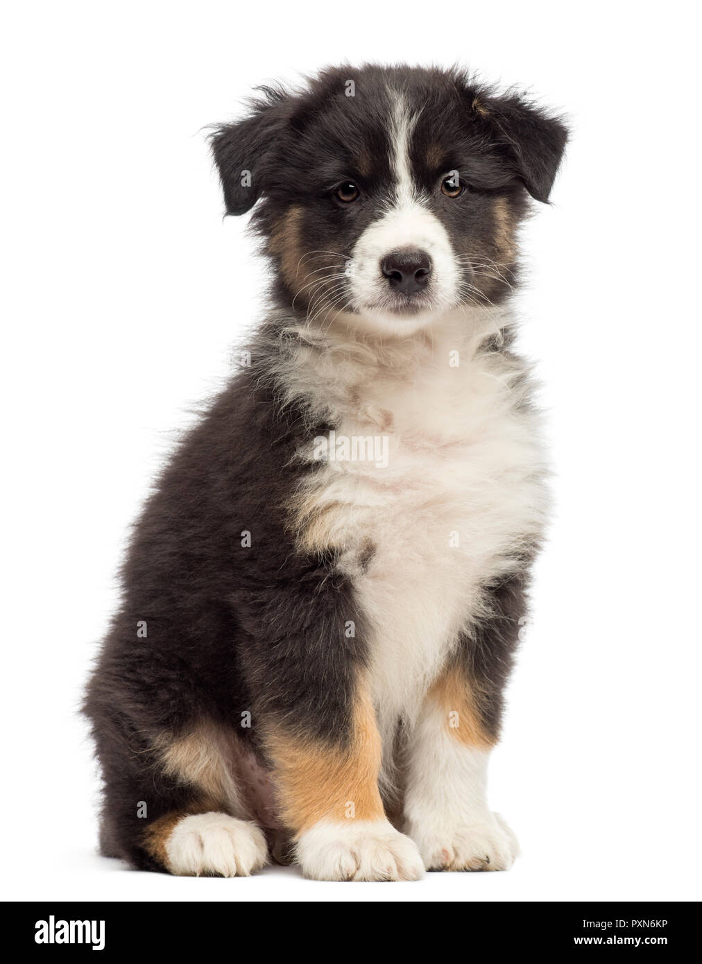 Australian Shepherd puppy, 8 weeks old, sitting and portrait against white background Stock Photo