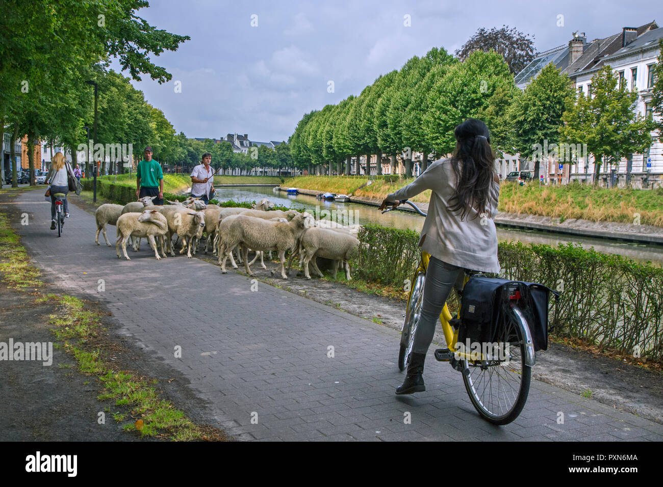 Cyclist stopping on cycle path for shepherd herding flock of sheep along street grazing grass from canal bank in the city Ghent, Flanders, Belgium Stock Photo