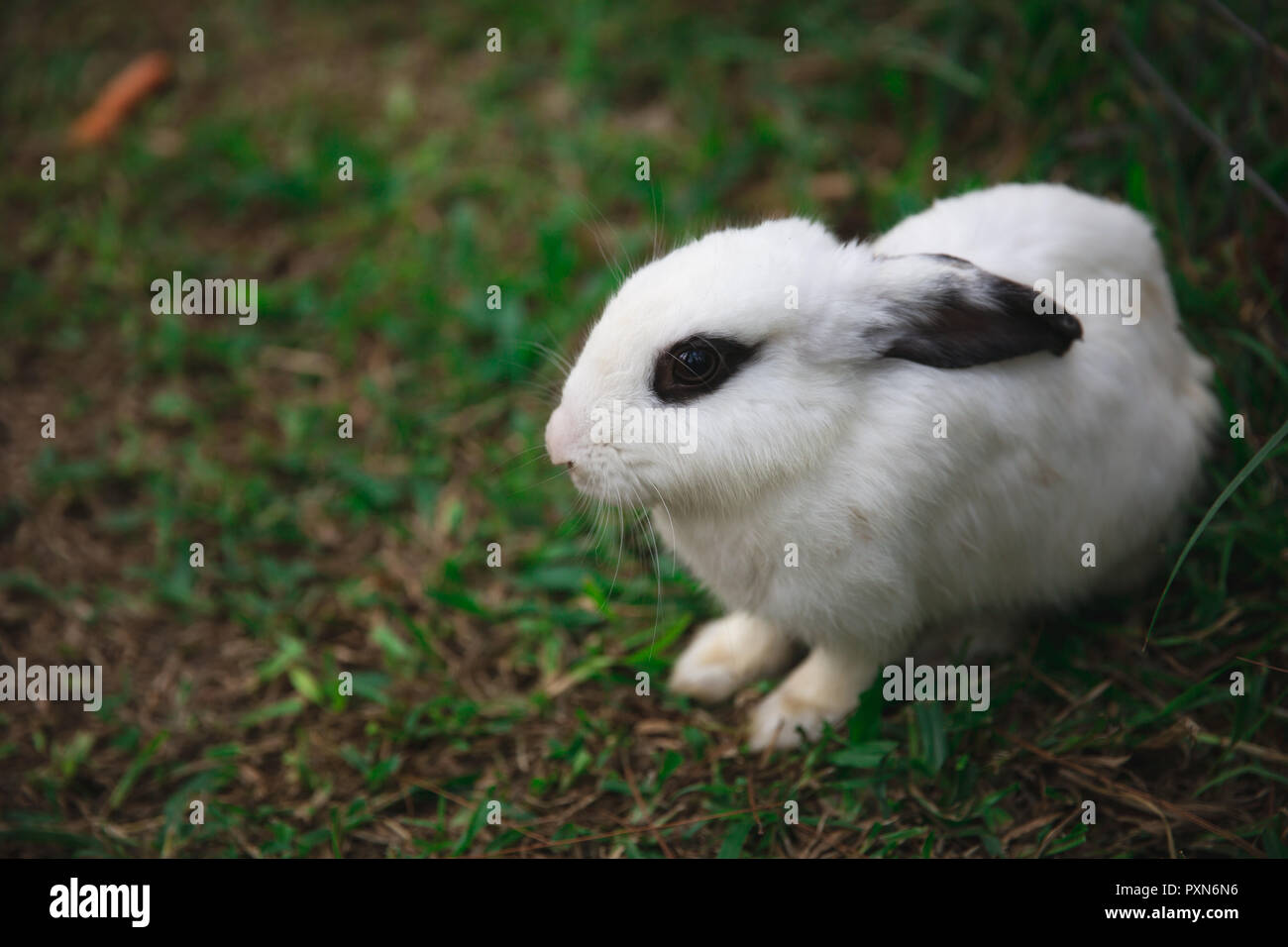 https www alamy com white rabbit with black eyes in a park in lembang west java indonesia image222971762 html