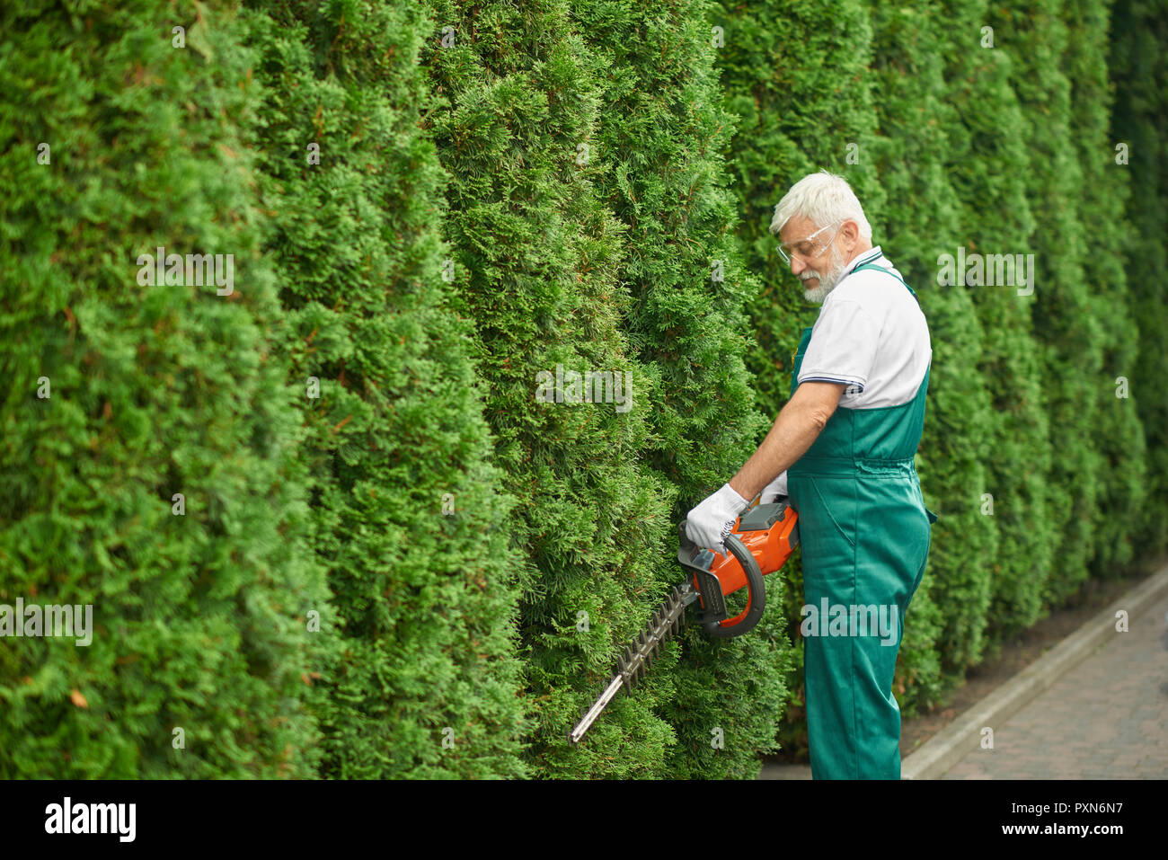 Gray haired bearded male gardener, wearing in special green overalls