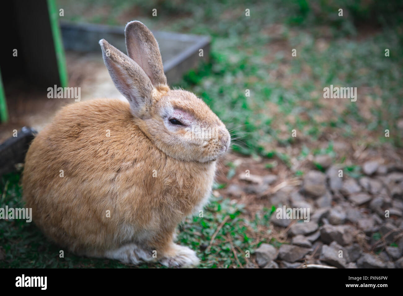 Brown Rabbit in a park in Lembang, West Java Indonesia Stock Photo Alamy