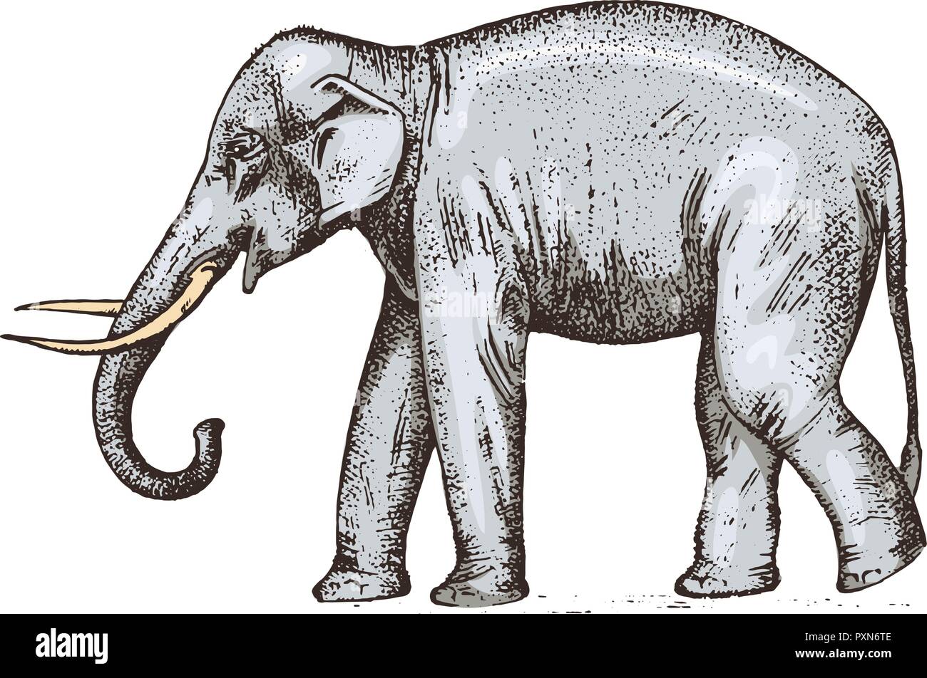 Share 153+ elephant pencil sketch images best
