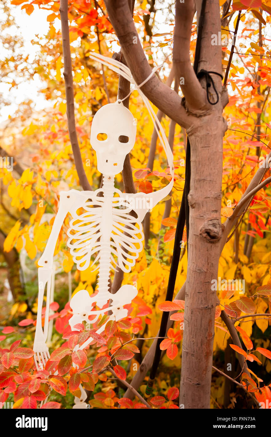 A Halloween skeleton decoration hanging in a tree with colorful leaves in the background. Stock Photo