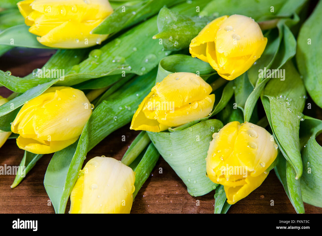 group of colorful yellow tulips Stock Photo - Alamy