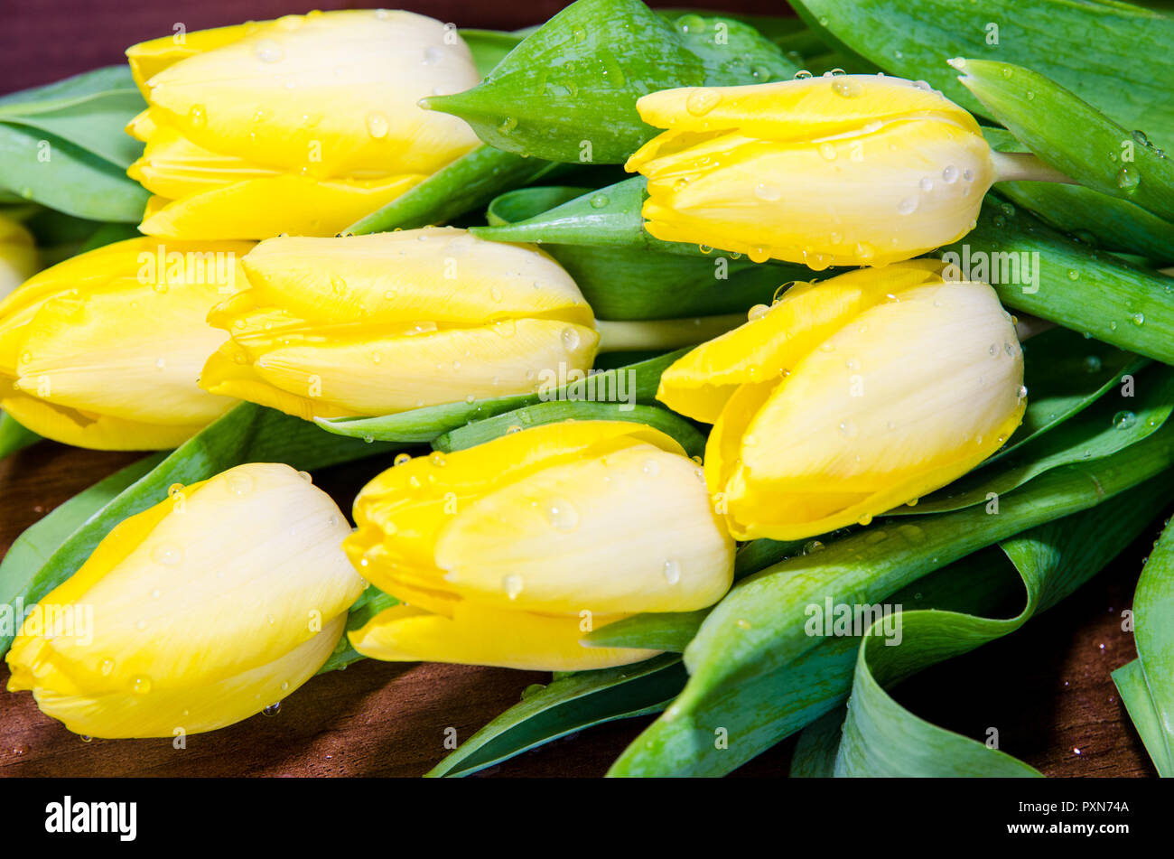 group of colorful yellow tulips Stock Photo - Alamy