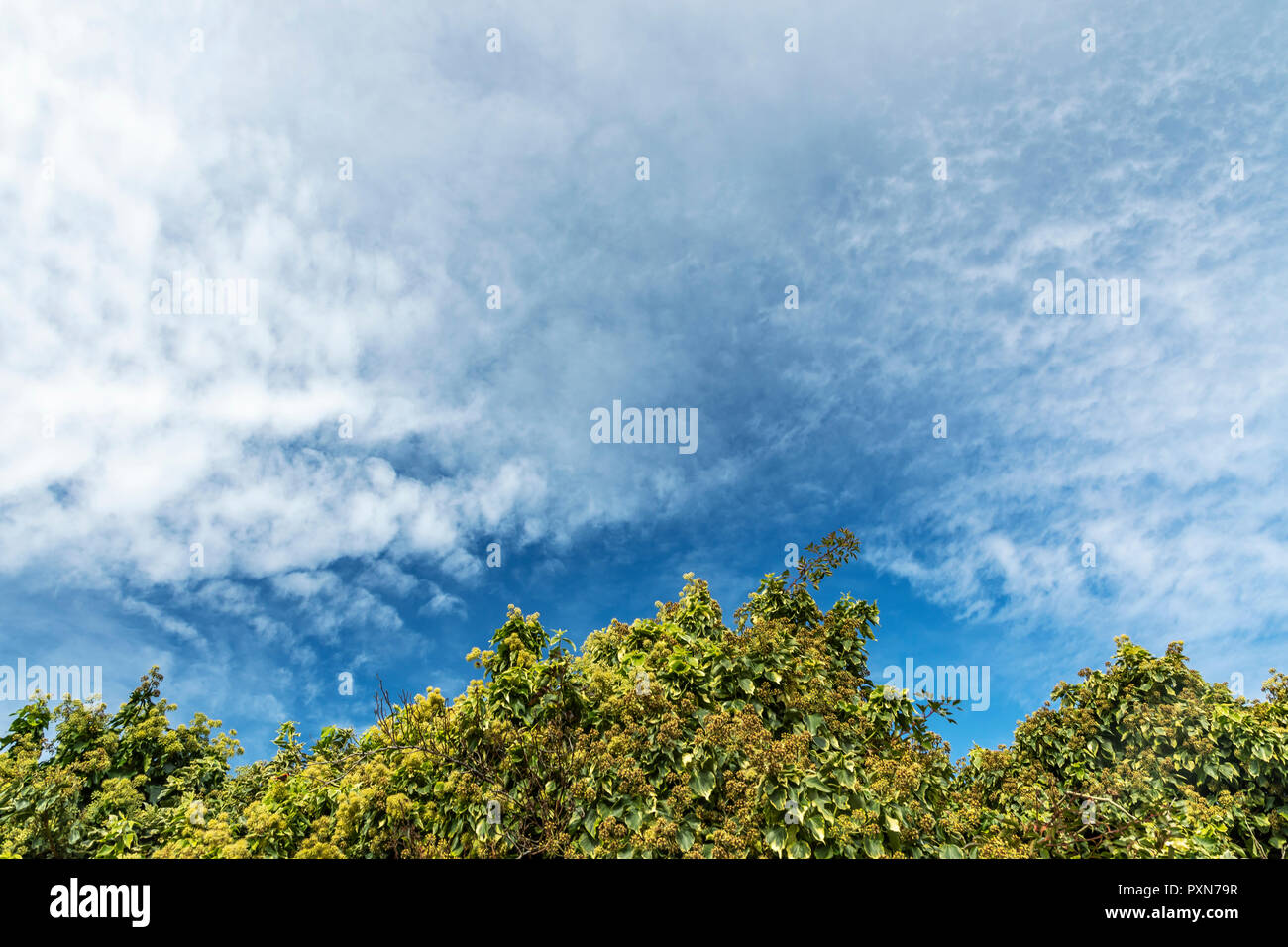 Blue sky with clouds and trees Stock Photo - Alamy
