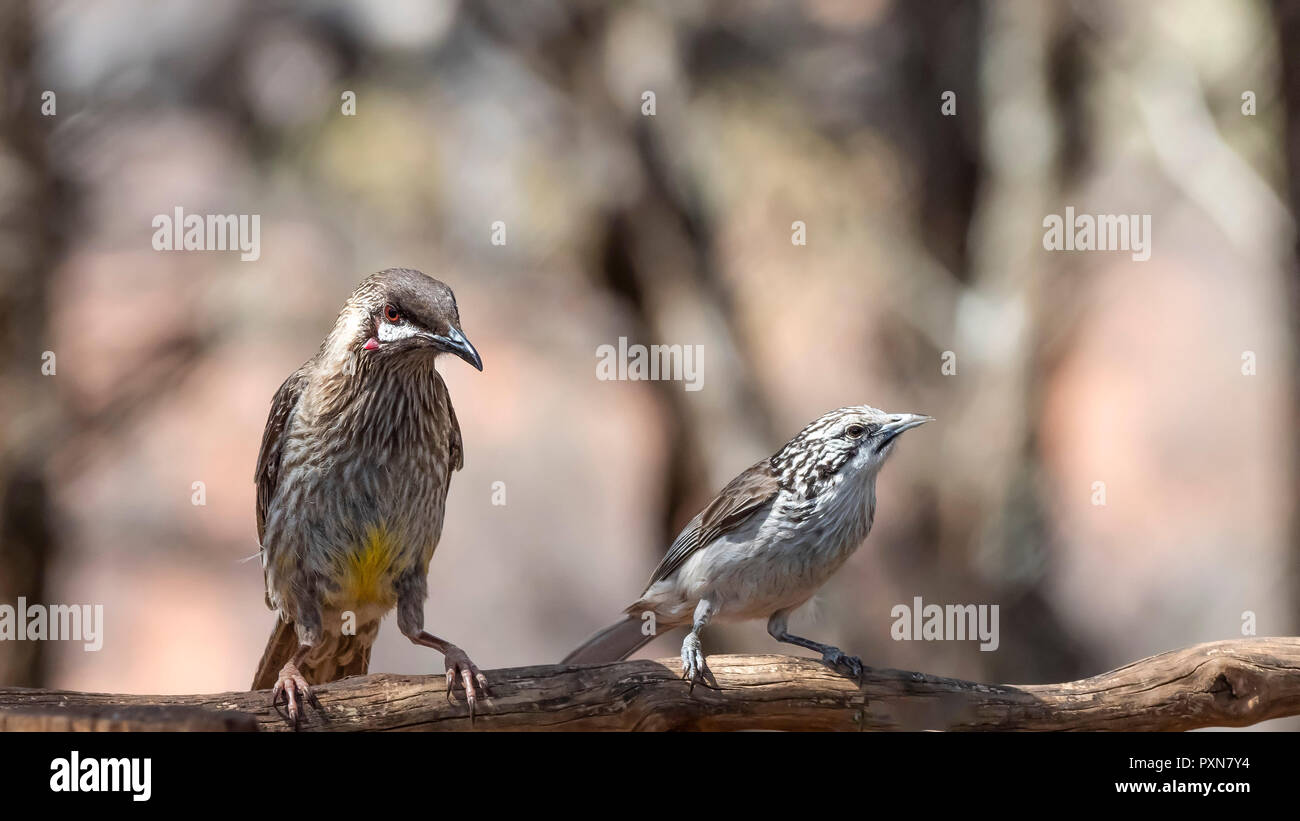 Striped Honeyeater (Plectorhyncha lanceolata) and Red Wattlebird (Anthochaera carunculata) Stock Photo
