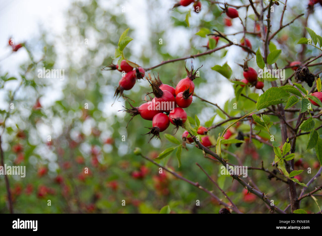 Rose hip outdoors in autumn Stock Photo