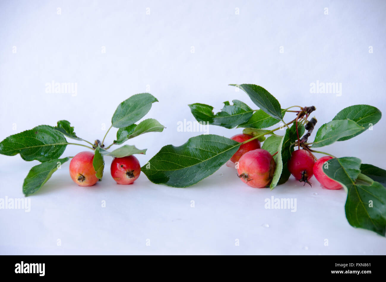 Rosacea malus - A small apple, common in gardens in northern Europe. Stock Photo