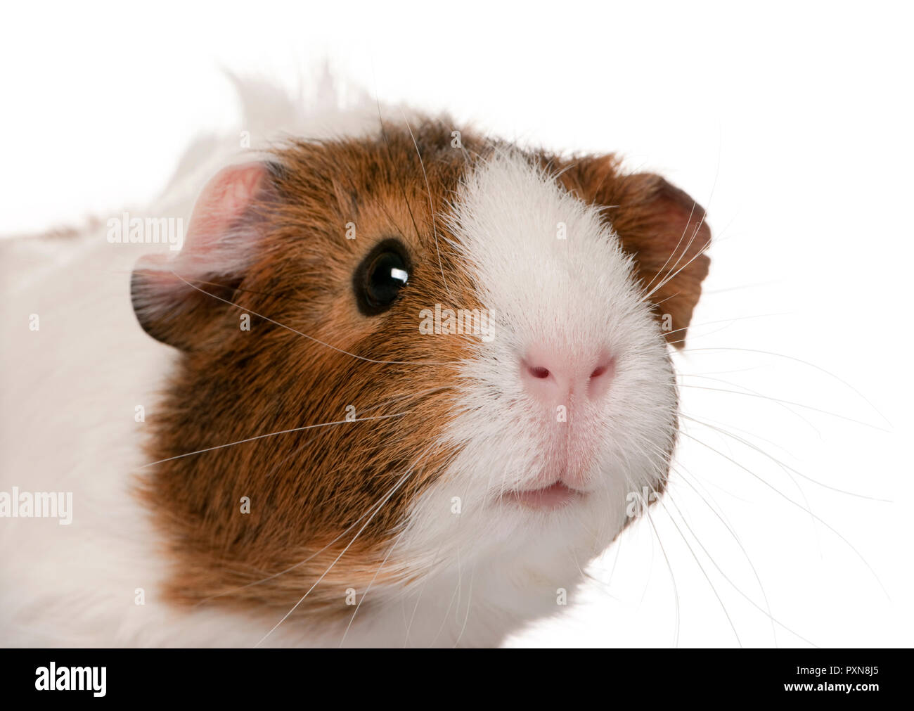 Guinea pig, Cavia porcellus, in front of white background Stock Photo