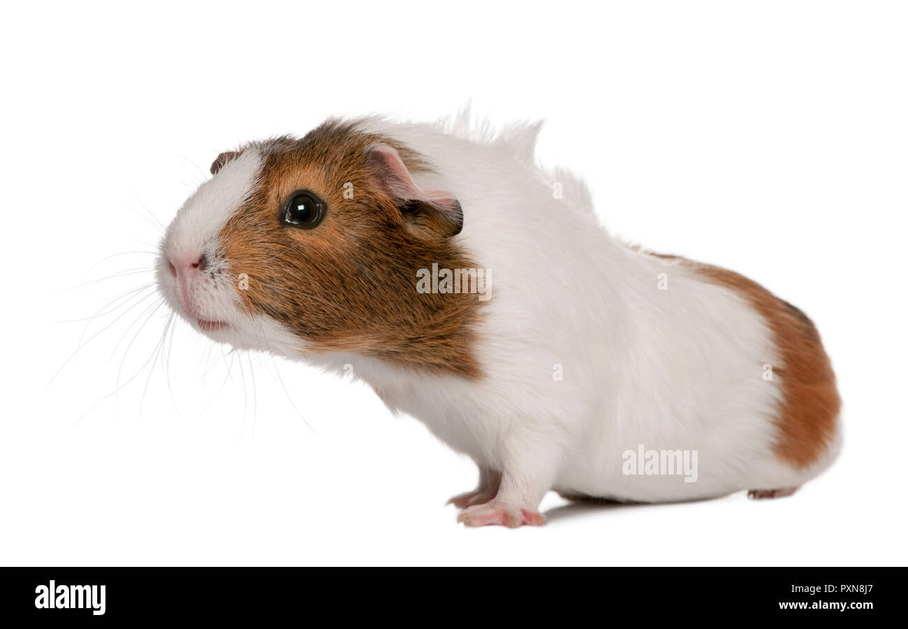 Guinea pig, Cavia porcellus, in front of white background Stock Photo