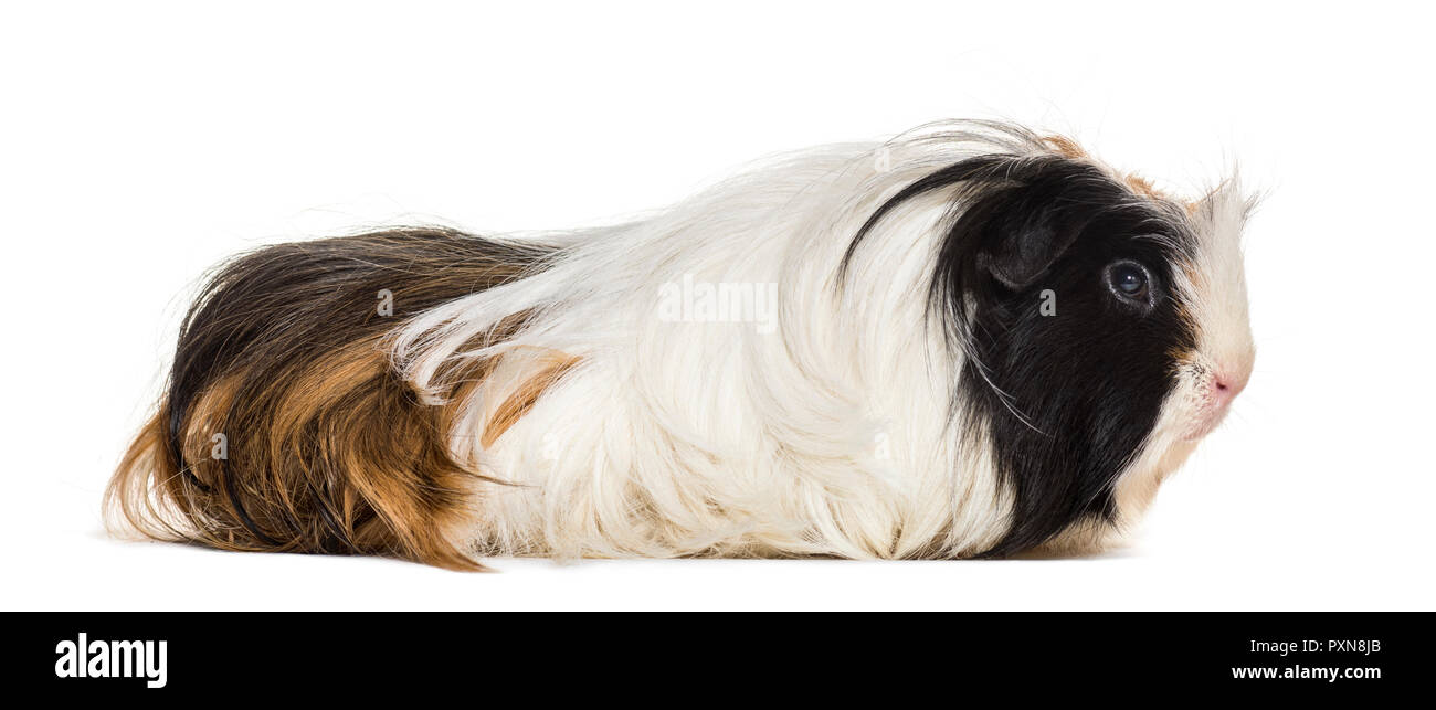 cavy, Guinea pig against white background Stock Photo Alamy