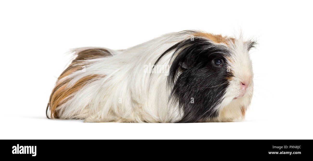 cavy, Guinea pig against white background Stock Photo Alamy