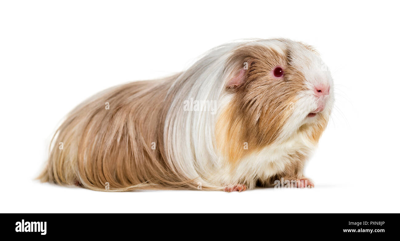 cavy, Guinea pig against white background Stock Photo Alamy
