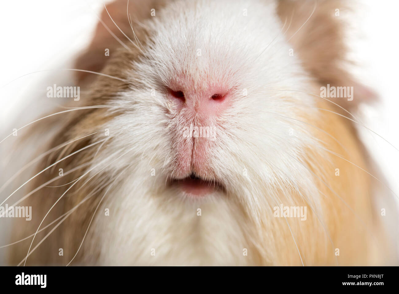 cavy, Guinea pig against white background Stock Photo Alamy