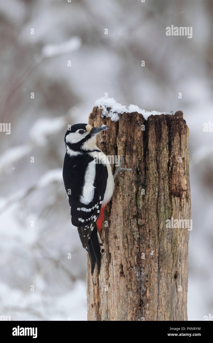 Buntspecht, Weibchen, Bunt-Specht, Specht, Spechte, Dendrocopos major, Picoides major, Great spotted woodpecker, female, Pic épeiche Stock Photo