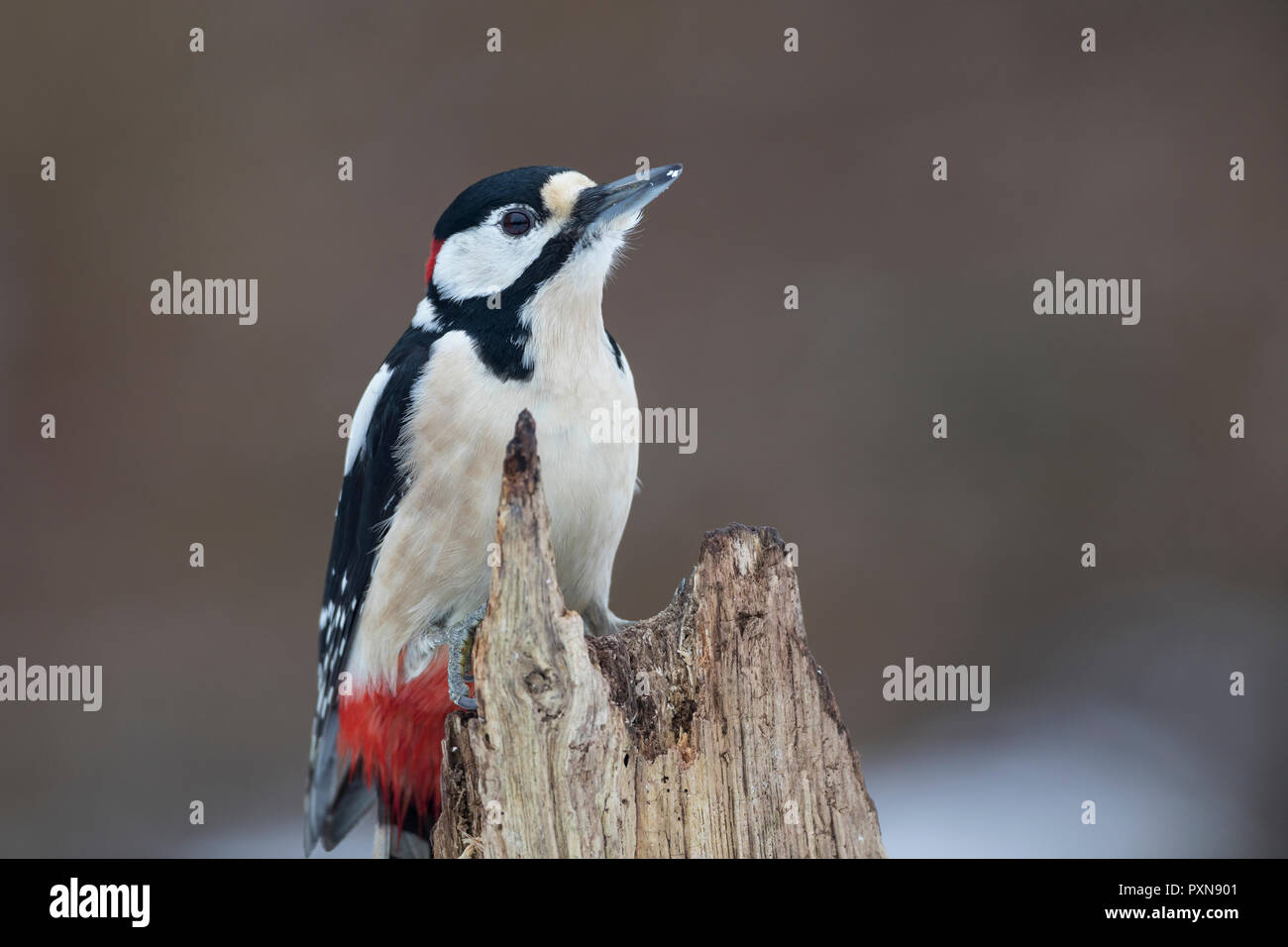 Buntspecht, Männchen, Bunt-Specht, Specht, Spechte, Dendrocopos major, Picoides major, Great spotted woodpecker, male, Pic épeiche Stock Photo