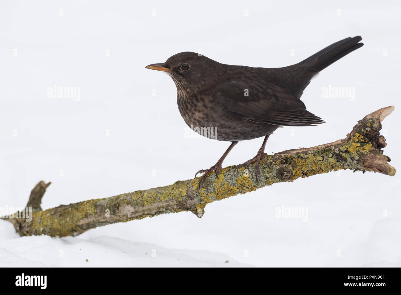 Amsel, Weibchen, Winter, Schnee, Schwarzdrossel, Drossel, Turdus merula,  blackbird, female, snow, Merle noir Stock Photo - Alamy