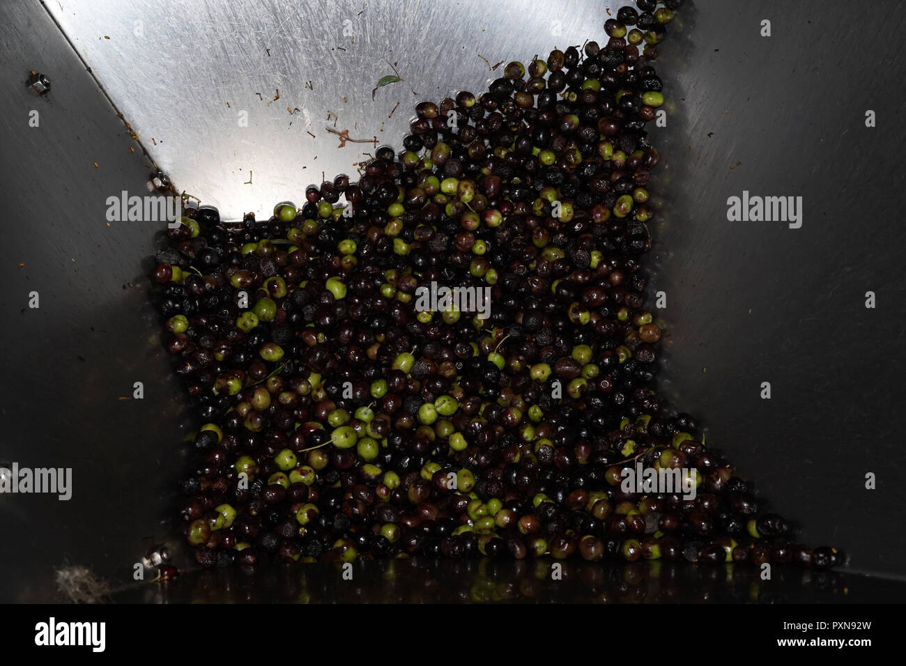 Olive oil factory italy hires stock photography and images Alamy