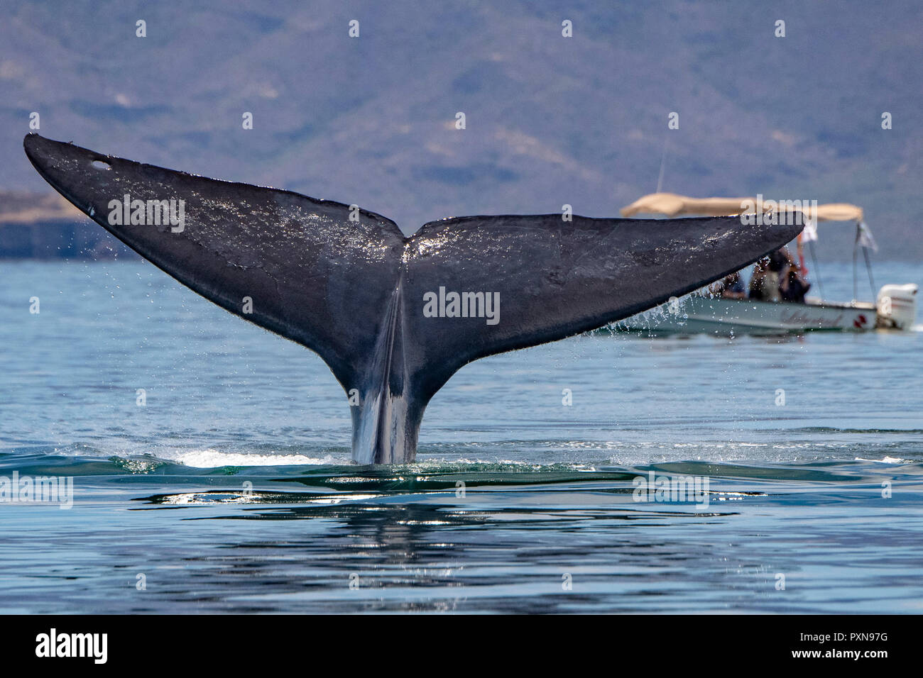 tail of Blue Whale the biggest animal in the world in baja california Stock  Photo - Alamy
