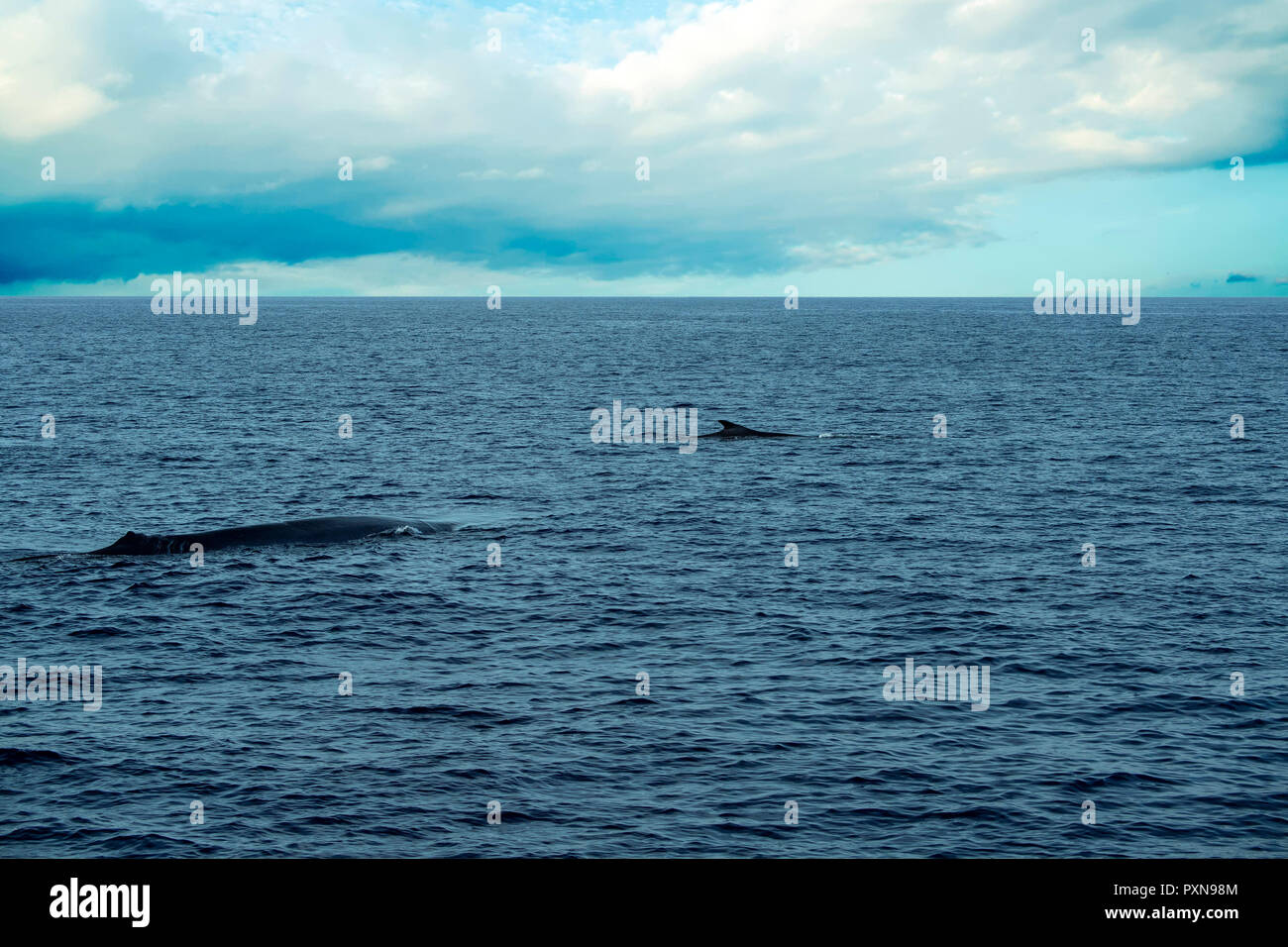 Fin Whale rare to see second largest animal in the world Stock Photo - Alamy