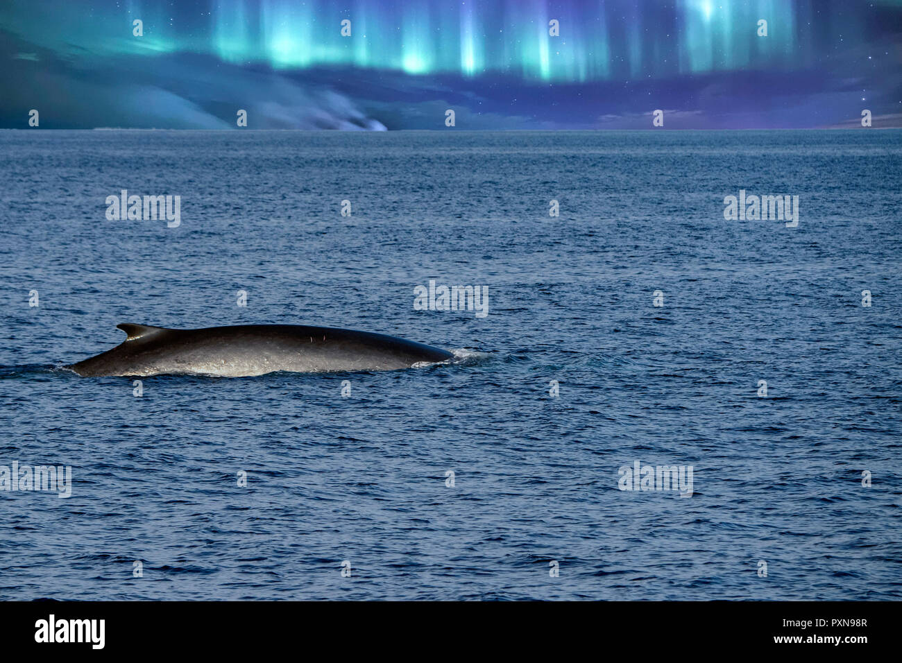 Fin Whale rare to see second largest animal in the world on northern light  sky background Stock Photo - Alamy