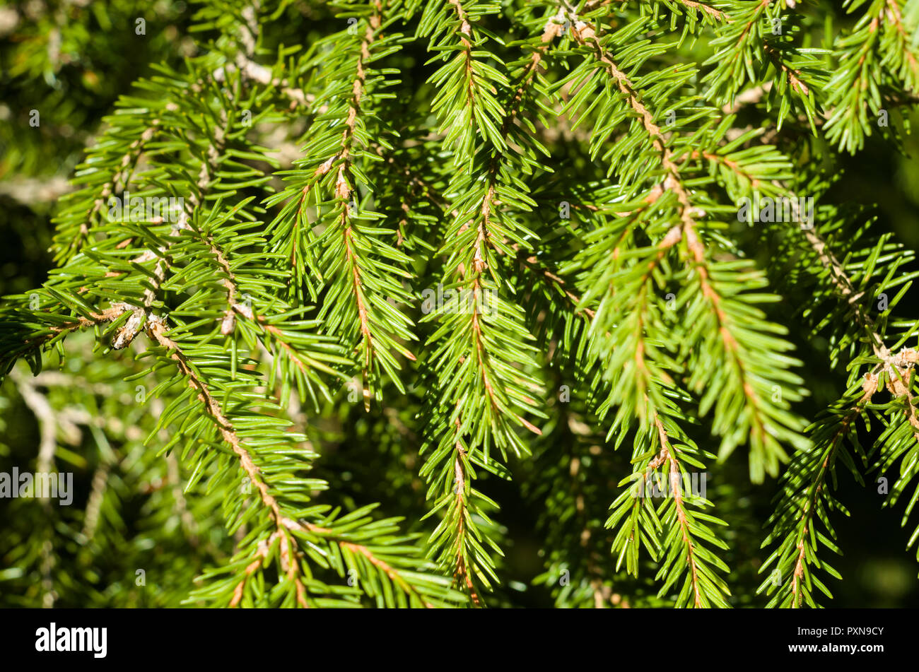 Spruce branches background. Stock Photo
