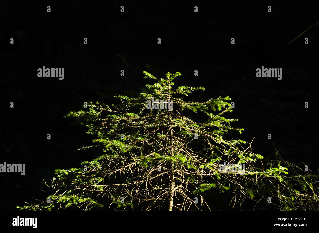 Small Norway spruce isolated on black background. Stock Photo